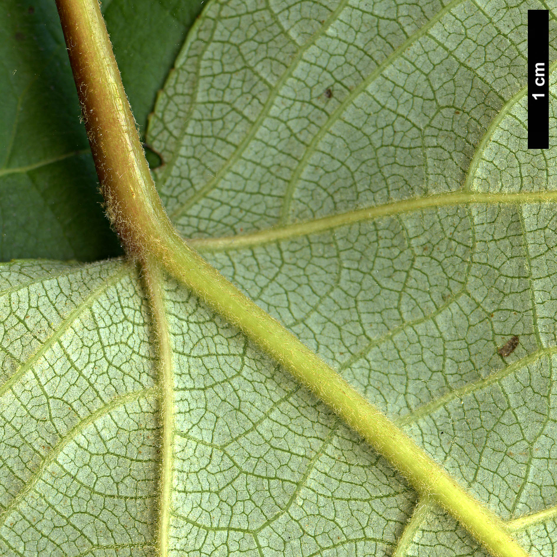 High resolution image: Family: Salicaceae - Genus: Populus - Taxon: szechuanica var. tibetica